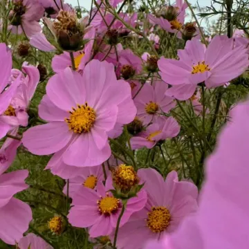 Publicación de Natalia Lafourcade en Instagram (10 sept 2026)