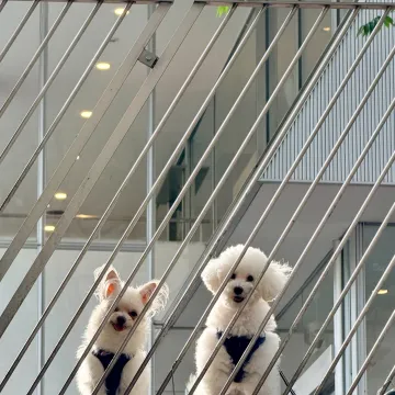 Publicación de Yoshimasa Hosoya en Instagram (7 may 2026)